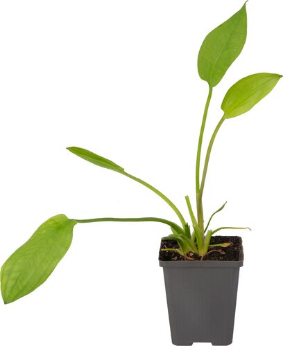 Moerings Alisma plantago-aquatica - Grote waterweegbree - afbeelding 2