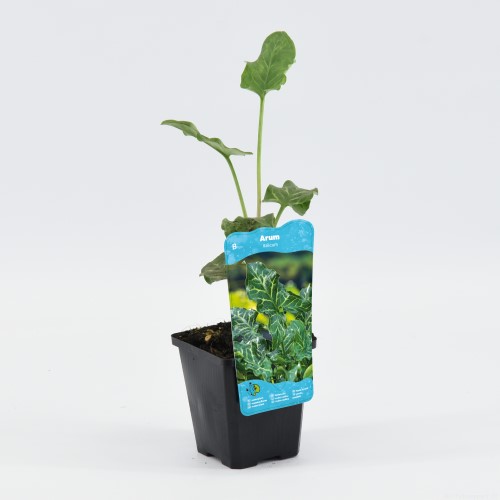 Moerings Arum italicum - Italiaanse aronskelk - afbeelding 2