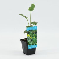 Moerings Arum italicum - Italiaanse aronskelk - afbeelding 2