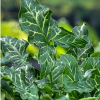 Moerings Arum italicum - Italiaanse aronskelk - afbeelding 1