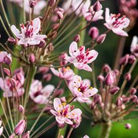 Moerings Butomus umballatus - Zwanenbloem - afbeelding 1