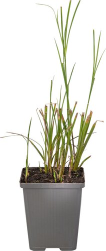 Moerings Dichromena colorata - Sterrengras - afbeelding 2