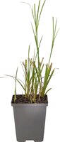 Moerings Dichromena colorata - Sterrengras - afbeelding 2