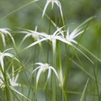 Moerings Dichromena colorata - Sterrengras - afbeelding 1