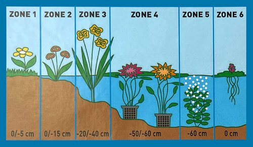 Moerings Dichromena colorata - Sterrengras - afbeelding 3