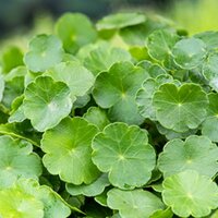 Moerings Hydrocotyle vulgaris - Gewone waternavel - afbeelding 1