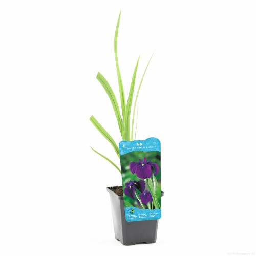 Moerings Iris kaempferi - Japanse iris - afbeelding 2