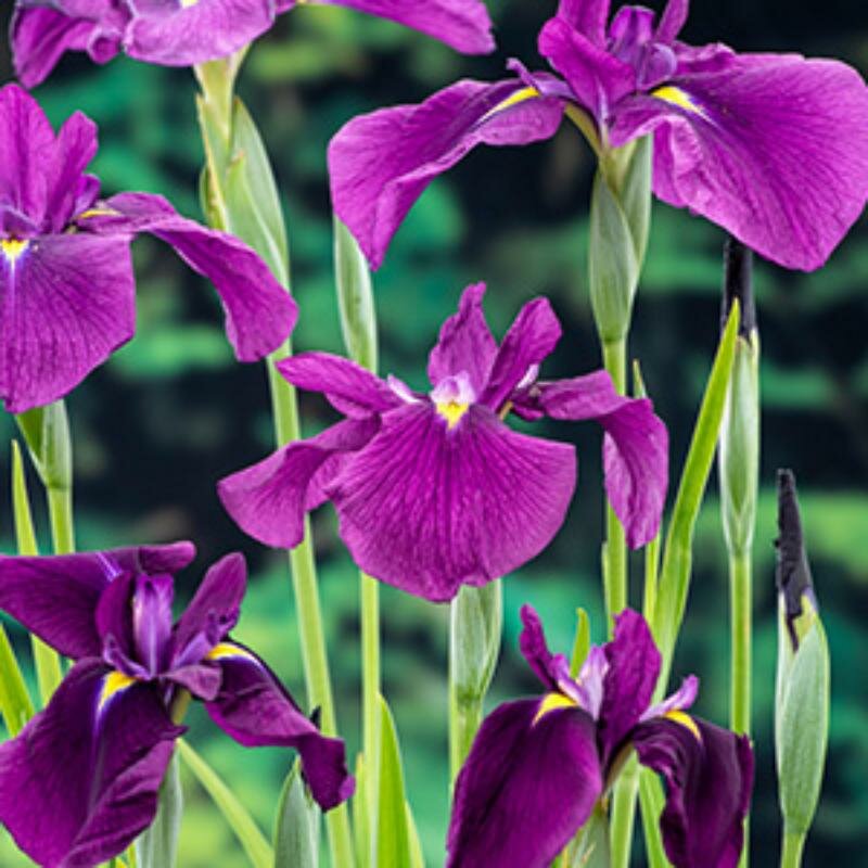 Moerings Iris kaempferi - Japanse iris