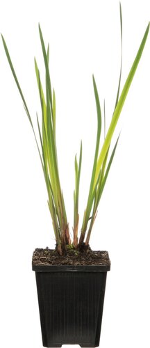 Moerings Iris setosa - Borstelige iris - afbeelding 2
