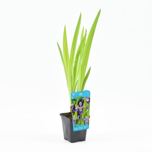 Moerings Iris versicolor - Amerikaanse iris - afbeelding 2