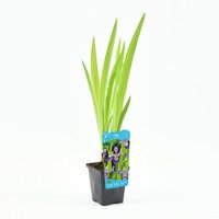 Moerings Iris versicolor - Amerikaanse iris - afbeelding 2