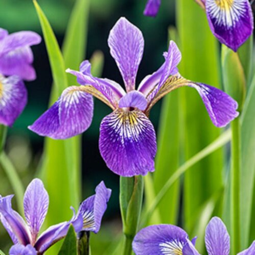 Moerings Iris versicolor - Amerikaanse iris - afbeelding 1