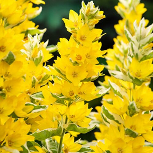 Moerings Lysimachia Variegata - Bont moeraswederik - afbeelding 1