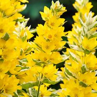 Moerings Lysimachia Variegata - Bont moeraswederik