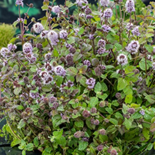 Moerings Mentha aquatica - Watermunt - afbeelding 1