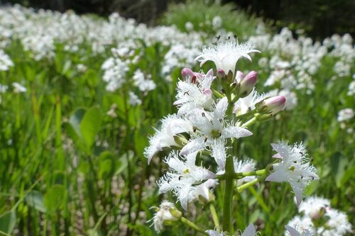 Moerings Menyanthes trifoliata - Waterdrieblad - afbeelding 1