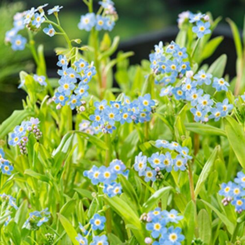 Moerings Myosotis palustris - Moerasvergeet-mij-nietje - afbeelding 1
