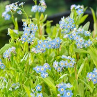 Moerings Myosotis palustris - Moerasvergeet-mij-nietje