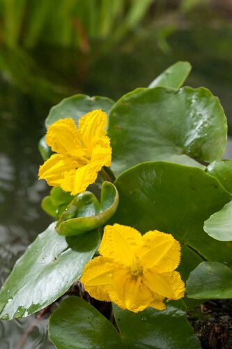 Moerings Nymphoides peltata - Watergentiaan - afbeelding 1