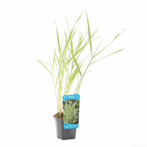 Moerings Phalaris arundinacea Picta - Kanariegras - afbeelding 2