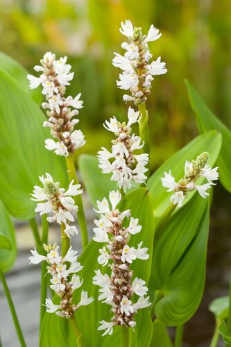 Moerings Pontederia cordata 'Alba' - snoekkruid - afbeelding 1