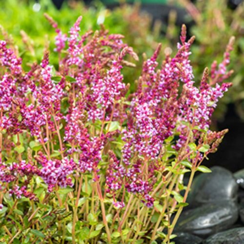 Moerings Rotala indica - Indische Rotala - afbeelding 1