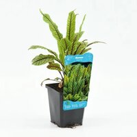 Moerings Rumex sauvignea - Bonte waterzuring - afbeelding 2