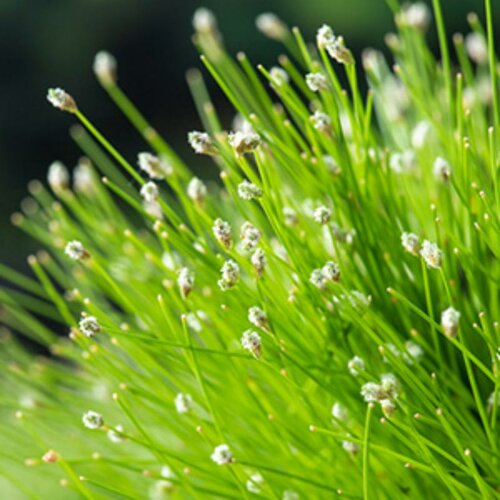 Moerings Scirpus cernuus - Naaldgras - afbeelding 1