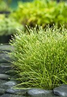 Moerings Scirpus isolepsis - naaldgras - afbeelding 1