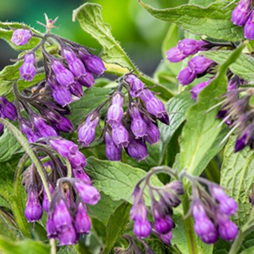 Moerings Symphytum officinale - Smeerwortel - afbeelding 1