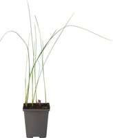 Moerings Typha minima - Dwerglisdodde - afbeelding 2