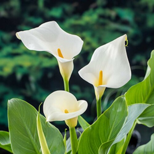 Moerings Zantedeschia aethiopica - Aronskelk - afbeelding 1