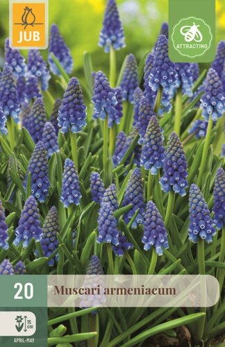 Muscari Armeniacum 20 bollen - afbeelding 1