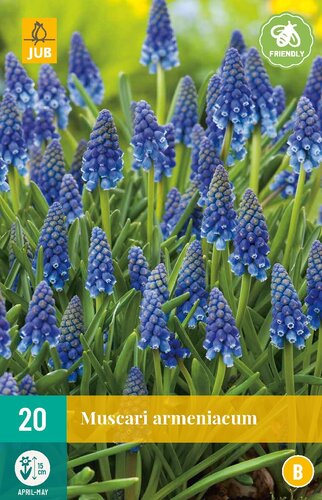 Muscari Armeniacum 20 bollen - afbeelding 1