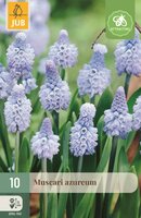 Muscari azureum 10 stuks