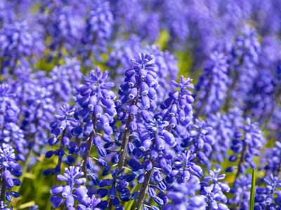 Muscari (blauwe druifjes)