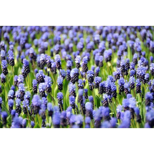 Muscari latifolium 15 bollen - afbeelding 3