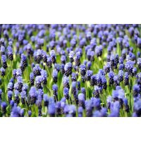 Muscari latifolium 15 bollen - afbeelding 3