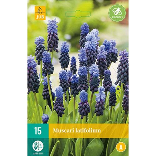 Muscari latifolium 15 bollen - afbeelding 1