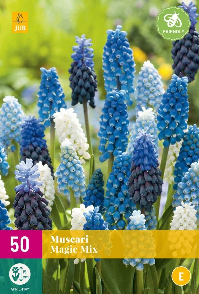 Jub Holland - blauwe druifjes bloembollen - Muscari Magic Mix - maat 7/8 - 50 stuks