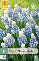 Muscari Mountain Lady 15 bollen