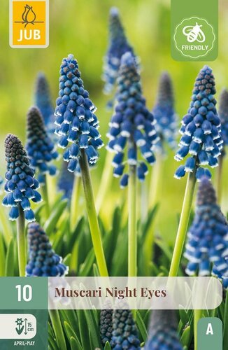 Muscari night eyes 10 bollen - afbeelding 1