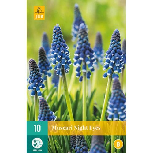 Muscari night eyes 10 bollen