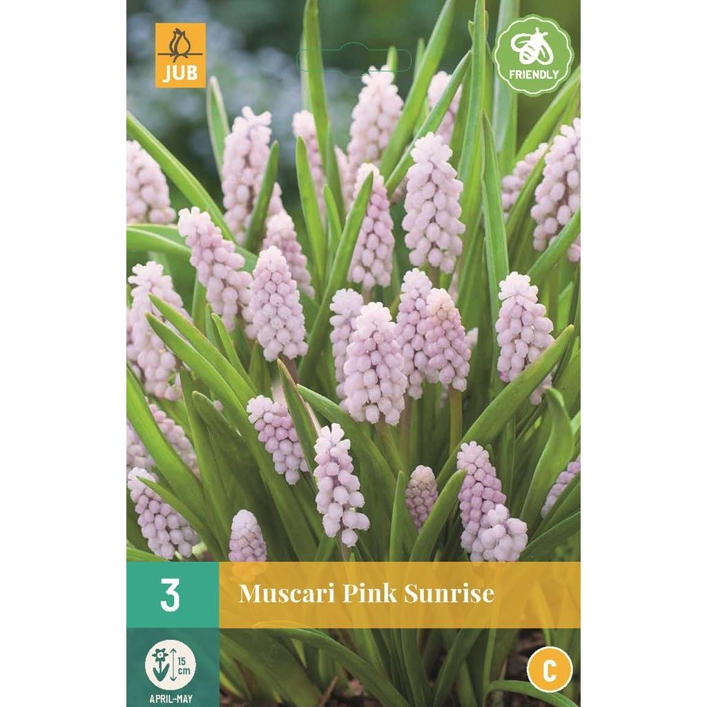 Muscari pink sunrise 3 bollen