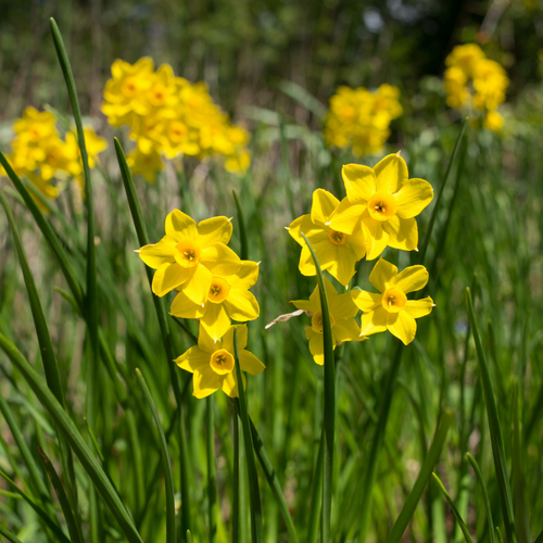 Narcis Baby Boomer 5 bollen - afbeelding 2