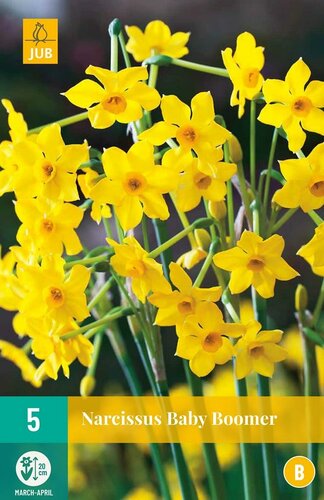 Narcis Baby Boomer 5 bollen - afbeelding 1