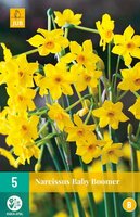 Narcis Baby Boomer 5 bollen - afbeelding 1