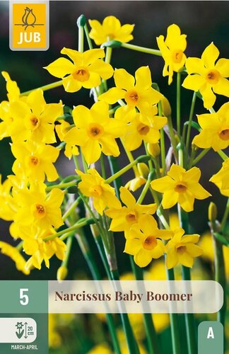 Narcis Baby Boomer 5 bollen - afbeelding 1