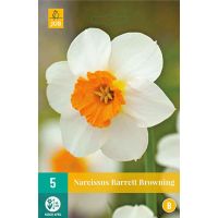 Narcis barrett browning 5 bollen - afbeelding 1