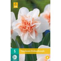Narcis Delnashaugh 5 bollen - afbeelding 2